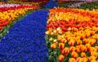 USA, Washington State, Skagit Valley. Garden display with tulips and grape hyacinth Art Print